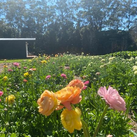 جبل تامبورين Flower Farm Tamborine Mountain المظهر الخارجي الصورة