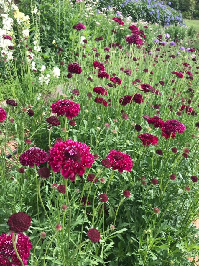 جبل تامبورين Flower Farm Tamborine Mountain المظهر الخارجي الصورة