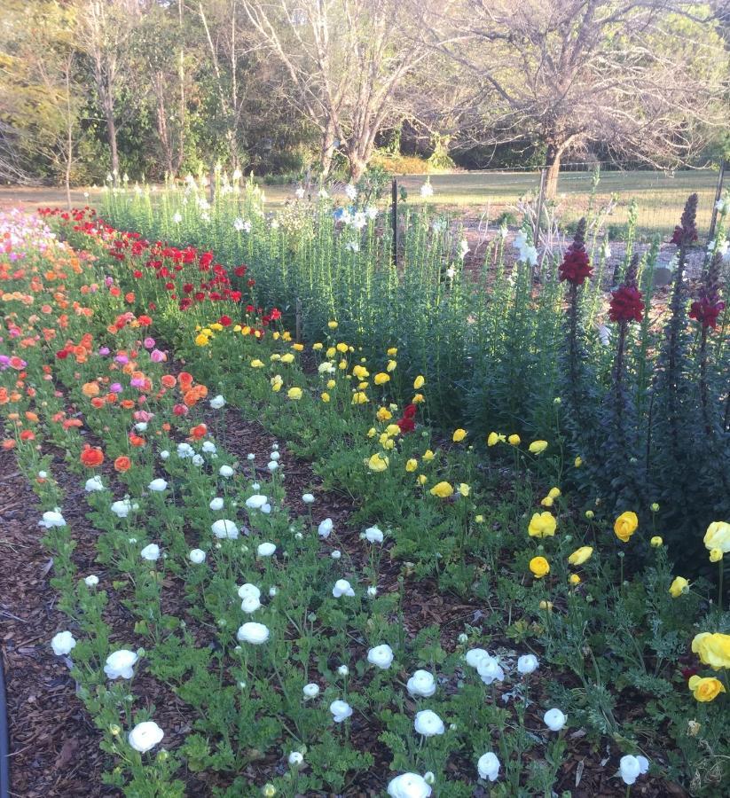 جبل تامبورين Flower Farm Tamborine Mountain المظهر الخارجي الصورة