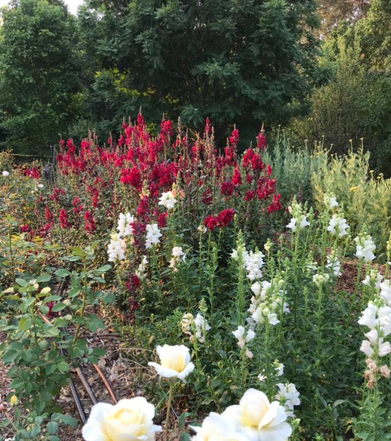 جبل تامبورين Flower Farm Tamborine Mountain المظهر الخارجي الصورة